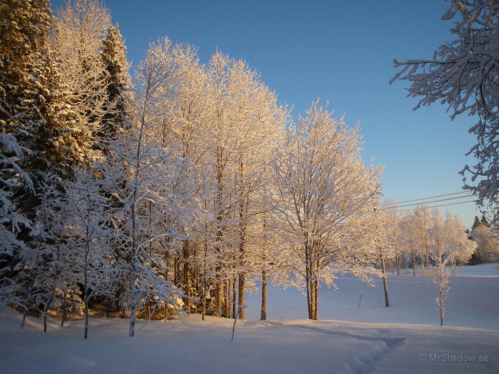 IMGP0255.JPG - 2009-01-03  Fint vinterväder denna lördag. ca -12, vindstilla och solen på väg ner. Fint ljus i trädens frost