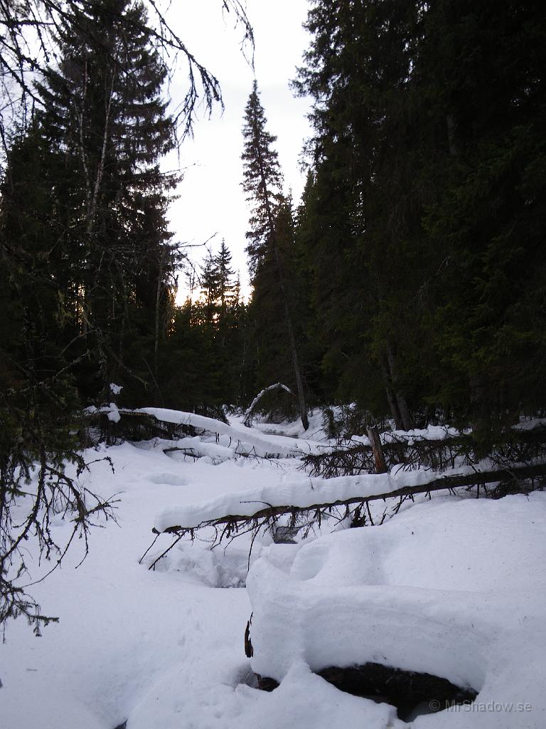 IMGP0275.JPG - 2009-01-12  Även om det varit varmt några dagar, så ligger det snö kvar på de rasade träden vid ån