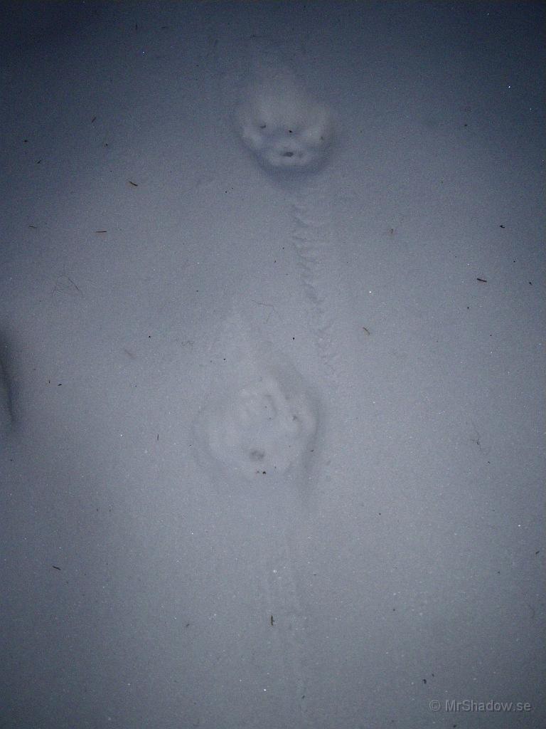 IMGP0297.JPG - 2009-01-23  Hittade dessa spår en bit norr om stugan och kunde inte låta bli att följa dem ett par hundra meter. Antar att det är spår efter gaupa eller lodjur som de också heter. Det är inga märken efter klor varför det är ett kattdjur. Straxt under en dm breda. Så färska att de näst intill är varma..