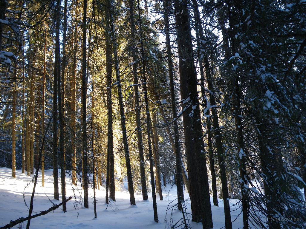 IMGP0432.JPG - Solen lyste fint in i skogen. Och så rasar det lite snö ur ett träd så det skimrar lite