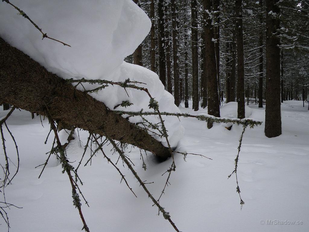 IMGP0461.JPG - Det ligger också ett tjockt lager snö på en fallen gran. Just denna rasade i mitten av december.