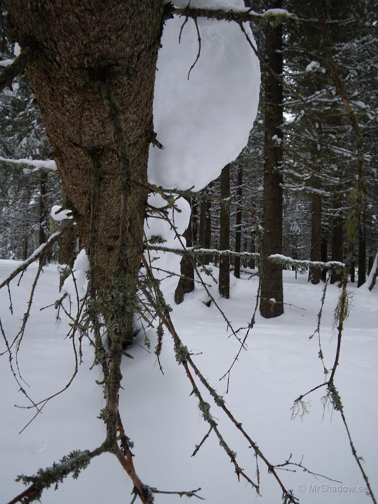 IMGP0462.jpg - Slåtteskogens hängande snödrivor.