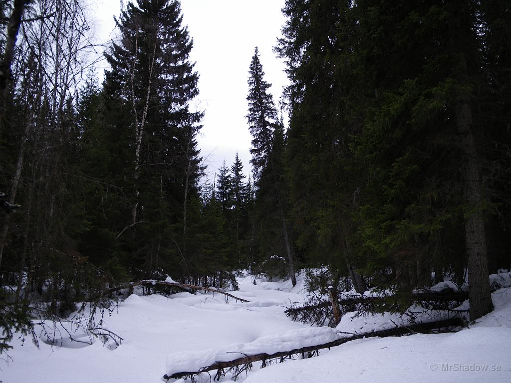 IMGP0569.JPG - Även vid ån börjar det nu på att se liiite vårlikt ut. Inte alls så mycket snö på de träden som ligger ut i vattenfåran
