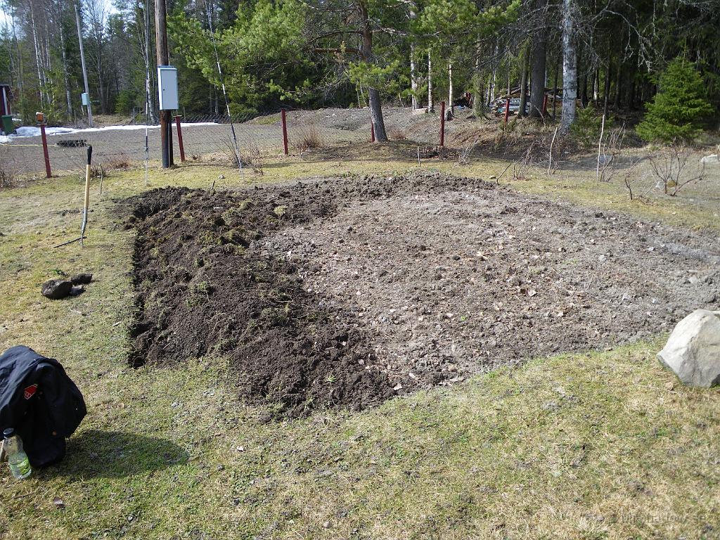 IMGP0761.JPG - 2009-04-26  Trädgårdslandet skall ju grävas upp och vändas på efter vinterns träda. Passar på att öka ytan med kanske 15% genom att öka bredden en meter ungefär. Ett tungt arbete...