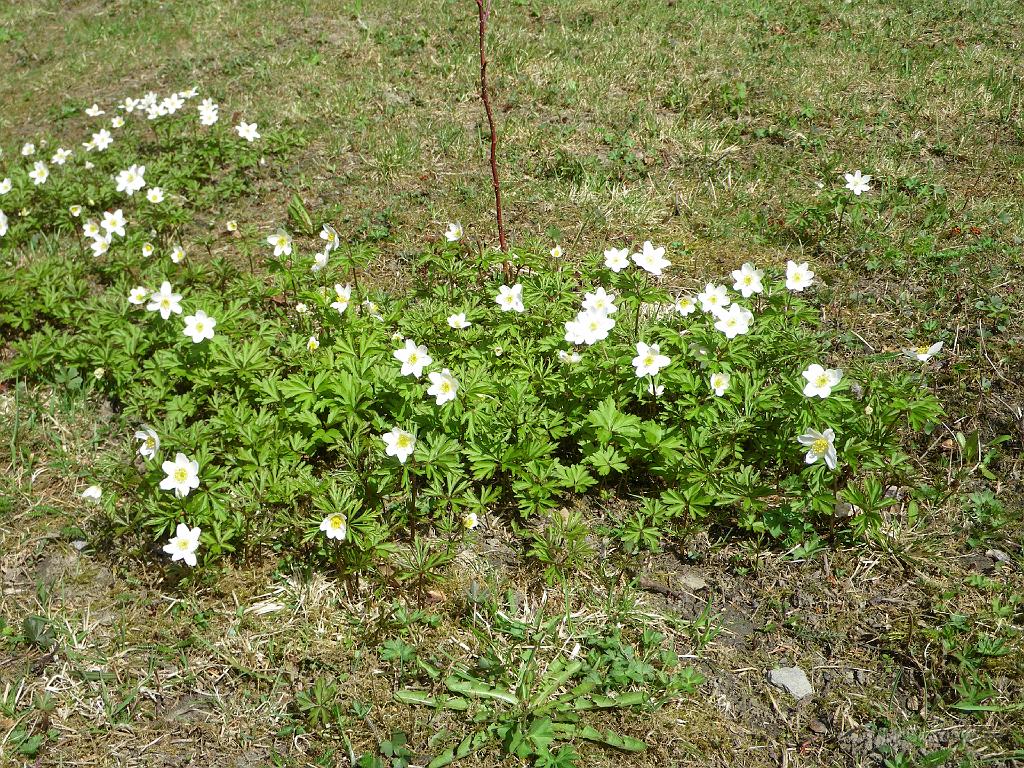 IMGP0868.JPG - 2009-05-10  Nu har vitsipporna slagit ut. Fint med lite blommor på gräsmattan