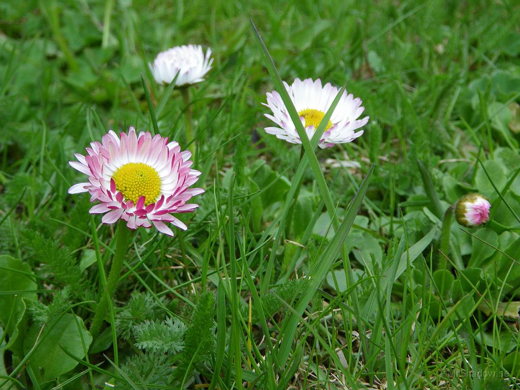 IMGP0926.JPG - Några fina blommor finns på gräsmattan. Kanske skall flytta på den plantan så att den klarar gräsklipparen.