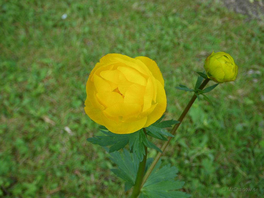 IMGP1018.JPG - Fin blomma som jag flyttade in i trädgården förra sommaren. Smörboll kallas de och jag skulle gärna haft fler ;-)
