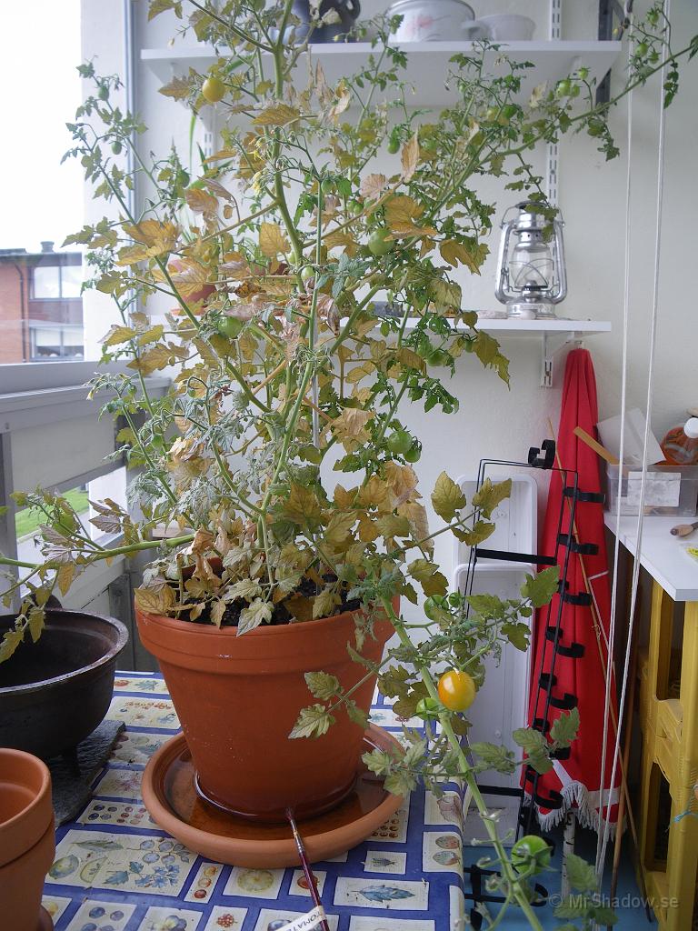 IMGP1842.jpg - 2009-08-18  Felplacerad bild, då den inte hör till Slåtte. Men min lilla tomatplanta på balkongen i stan, har växt utan att jag varit hemma hela tiden. Tomater blir det också på den :-)