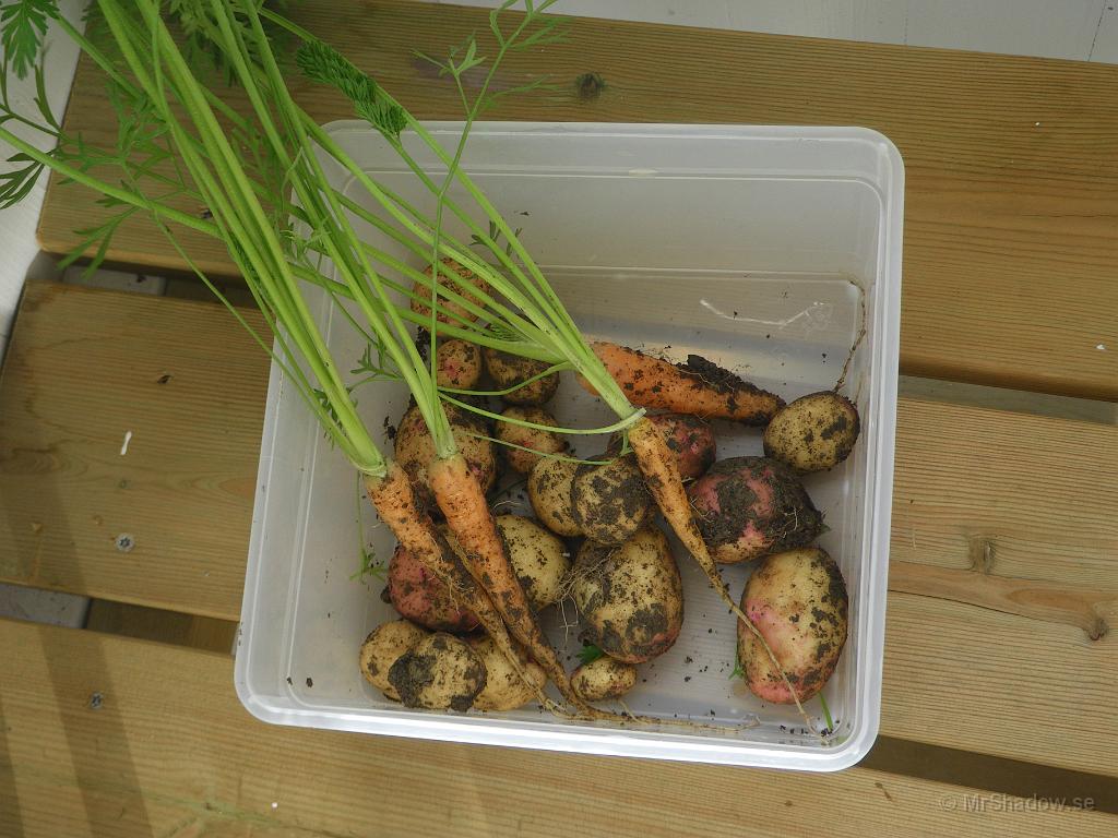 IMGP1844.JPG - 2009-08-20  Lite matnyttigt från trädgårdslandet. Några morötter och KingEdward potatis från ett stånd. Potatisen behöver några växtveckor till.