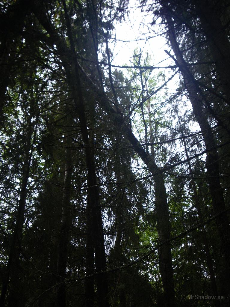 IMGP2003.jpg - Hittade lite för mycket kvist / grenar på en stig. Tittade uppåt och såg detta.