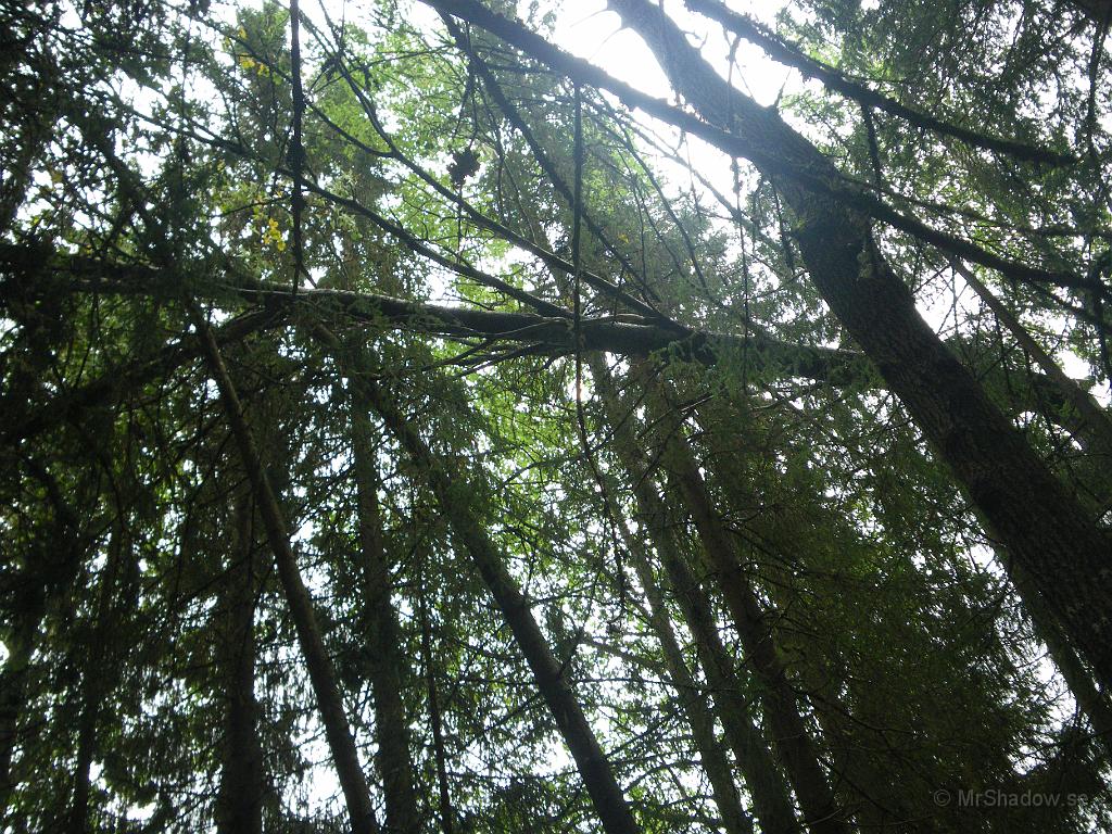 IMGP2004.JPG - En pelarasp har har gått av 6-7 meter ovanför marken. Grovleken där är nog ca 25-30 cm, men vad hjälper det om trädet är skadat..