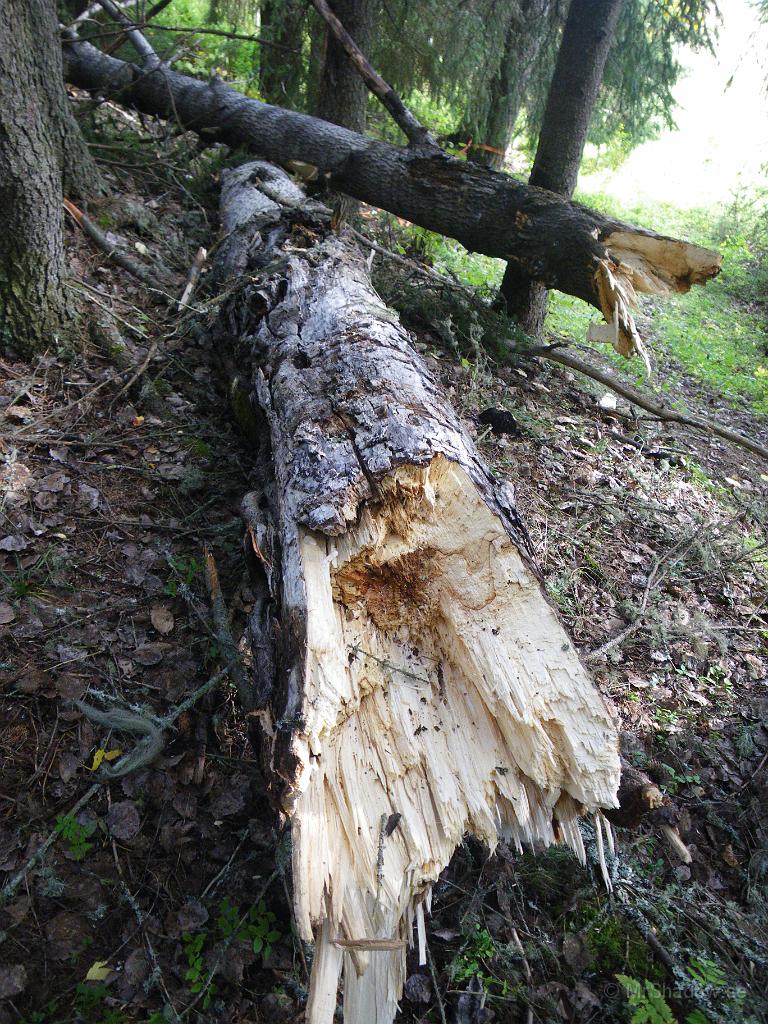 IMGP2039.JPG - Även om trädet är skadat, så är det inte speciellt murket eller sjuk i själva brottet.