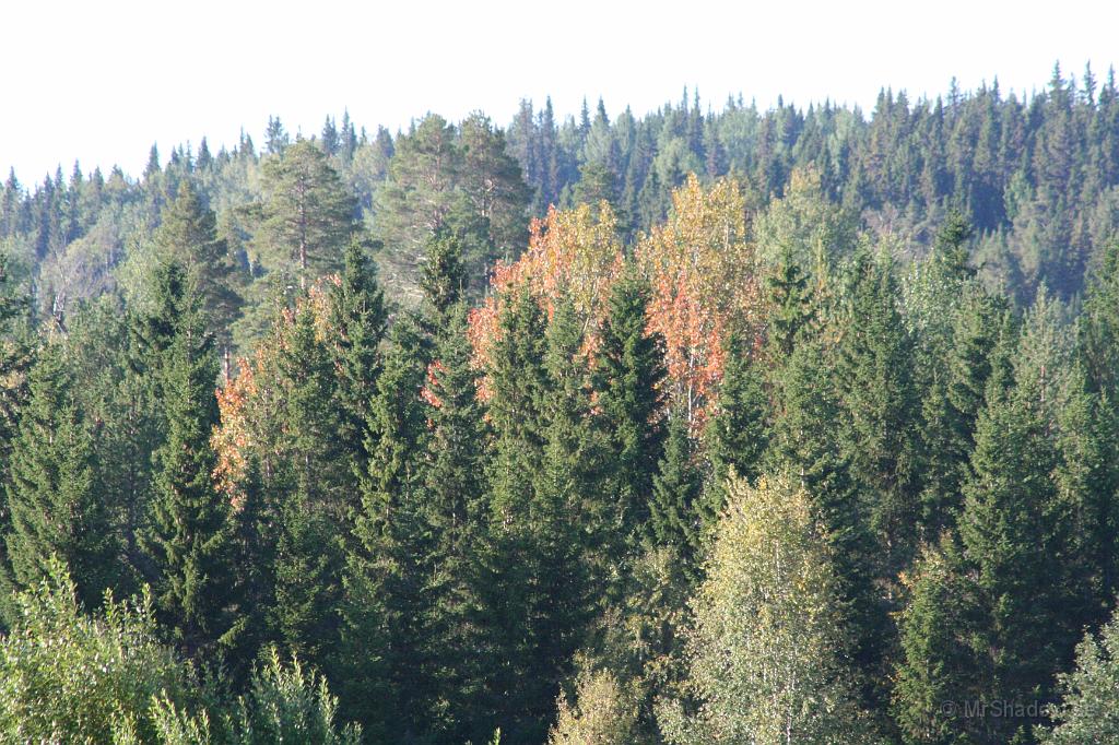 IMG_5197.JPG - Långt borta i skogen, så har några aspar blivit vackert röda.
