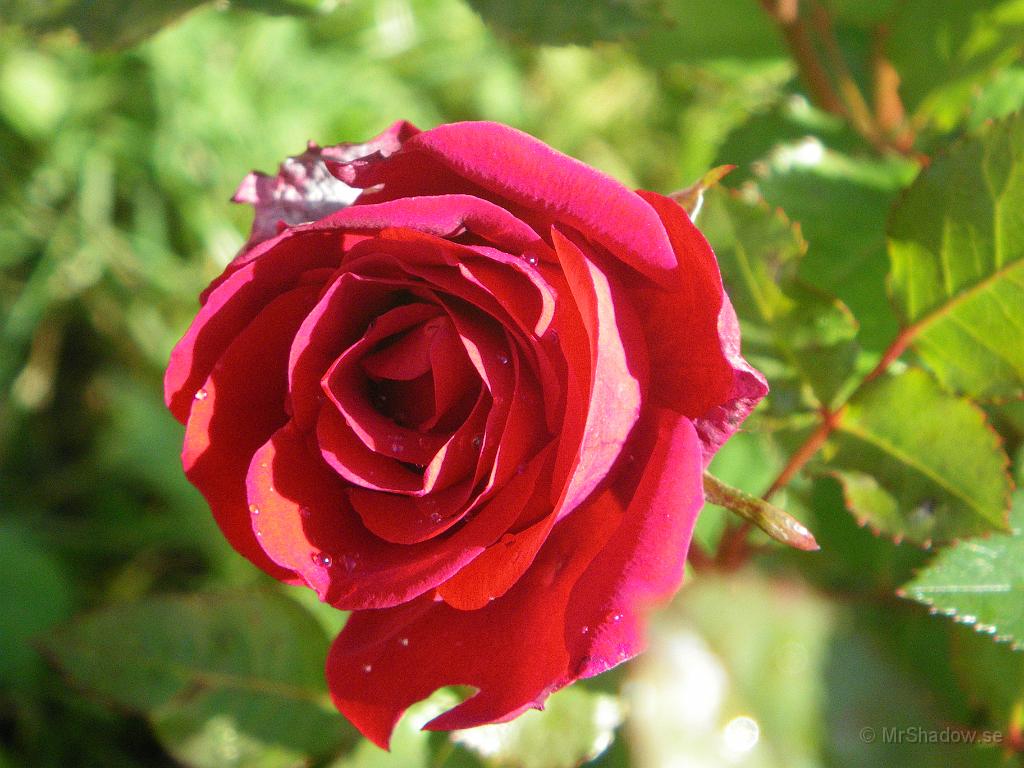 IMGP2150.JPG - En fin ros i lilla rosenrabatten utanför köksfönstret.