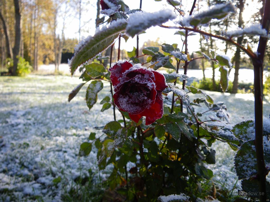 IMGP2157.JPG - 2009-10-10  Snö och frost på mina rosor.