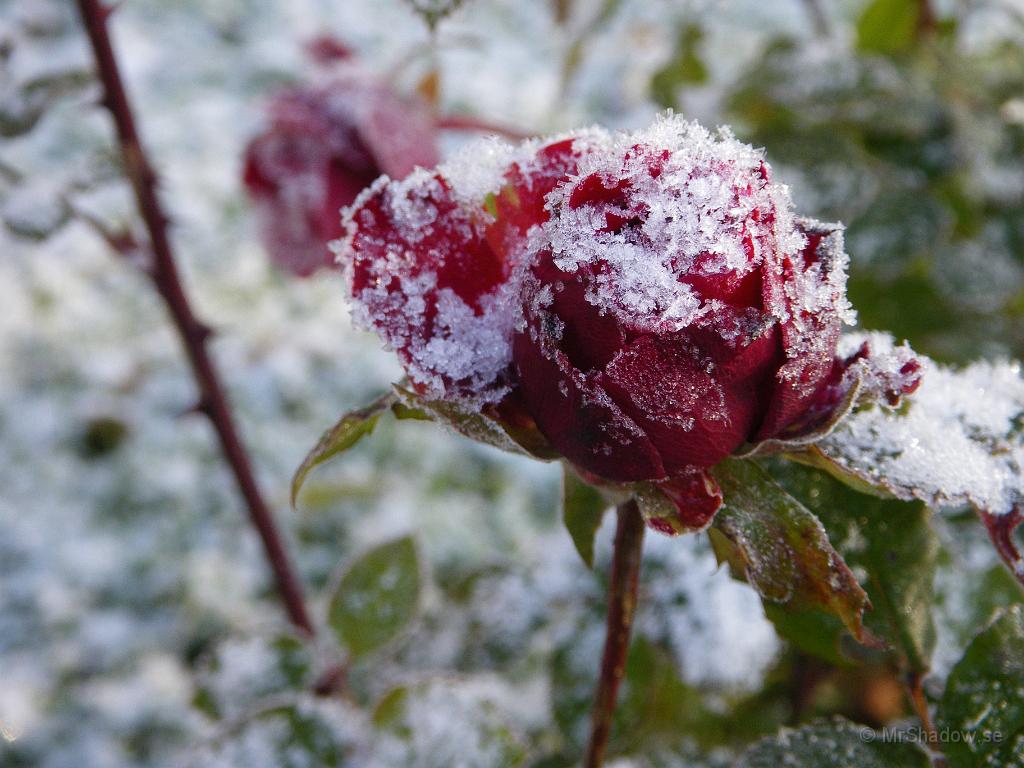 IMGP2159.JPG - Även rosorna täcktes av ett tunnt snötäcke