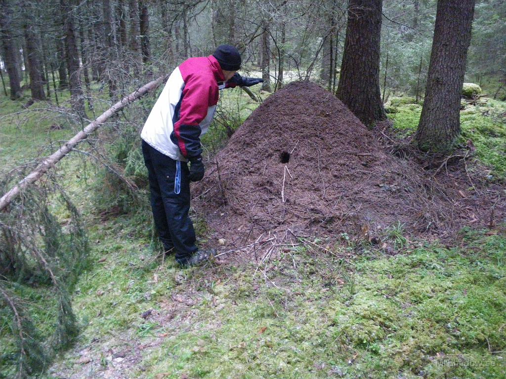 IMGP2407.JPG - En av de större myrstackarna i skogen och kanske 120-130 cm hög. Undrar vem det är som grävt ett hål rakt in ??