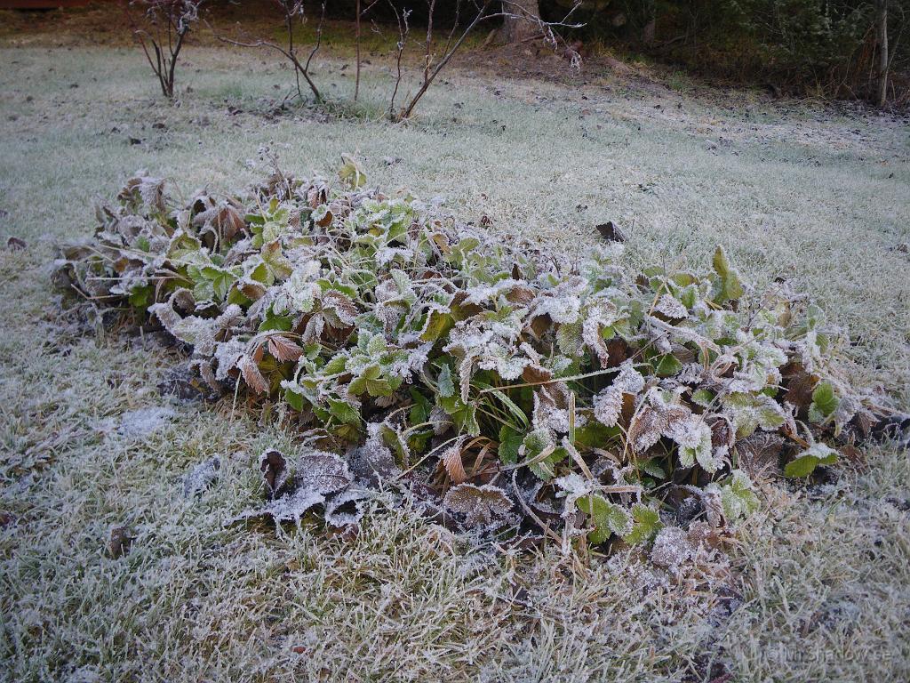 IMGP2410.JPG - Smultronplantagen ger nog inte några mer bär i år. Verkar som bladen hastigts blivit infrusna..