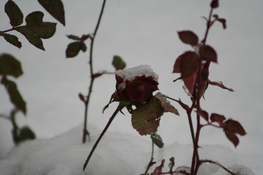 IMG_5650.JPG - 2009-11-06  Det ser ut som att rosorna klarar vintern.. Även om det är en dm snö..
