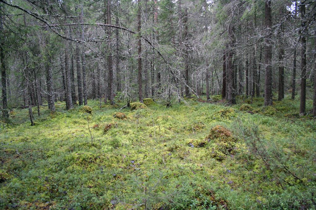 IMG_5679.JPG - Detta är trollskogen. Skiftningarna av grönt på marken trodde jag inte skulle fastna på pixel. Det är också i slutet av november, mycket märkligt..