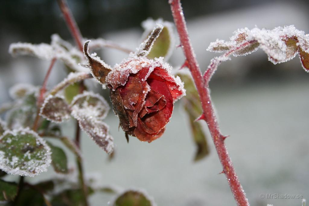 IMG_5703.JPG - Så en bild på rosen. Den ser fortfarande inte helt kass ut, men omväxlande kyla börjr ta ut sin rätt.
