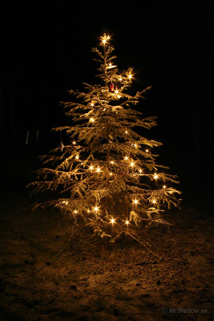 IMG_5711.JPG - Nu lyser julgranen ute på gården också.