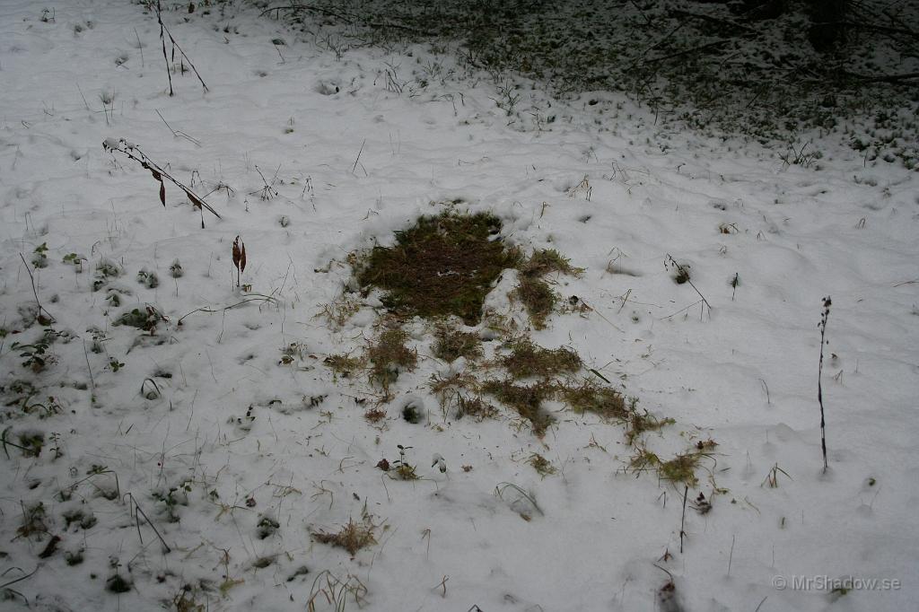 IMG_5720.JPG - Rådjuren har lätt att hitta mat under snön. Bästa att påpeka ännu så länge... Snart är det mer snö och isbark och då kommer de och äter bärbuskar istället..