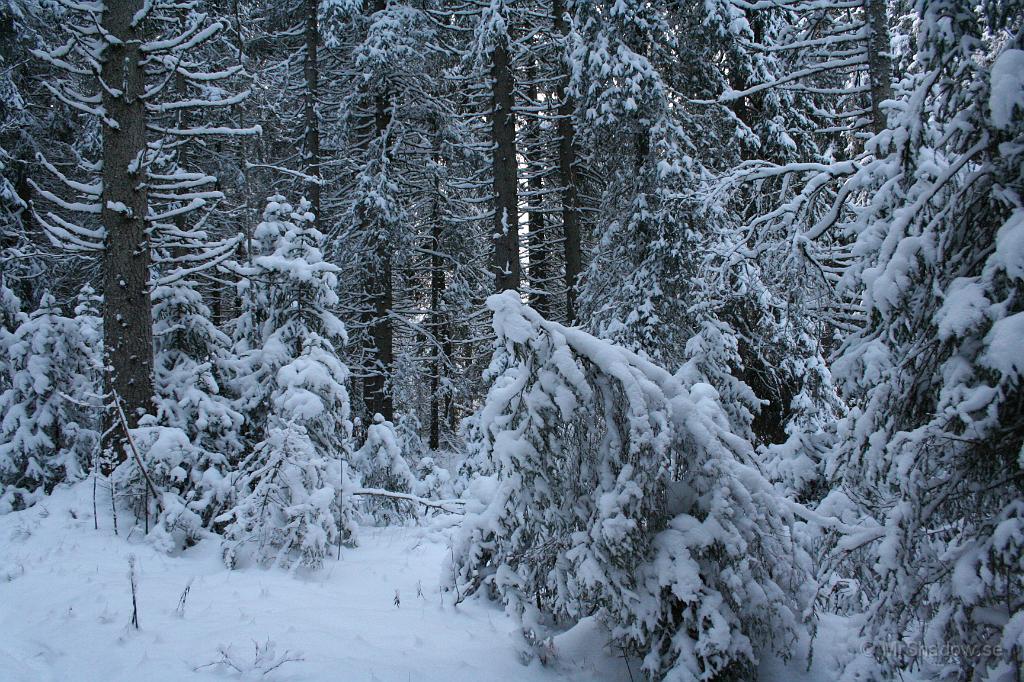 IMG_5745.JPG - Jag tycker det är vackert med snö i träden på detta sett.