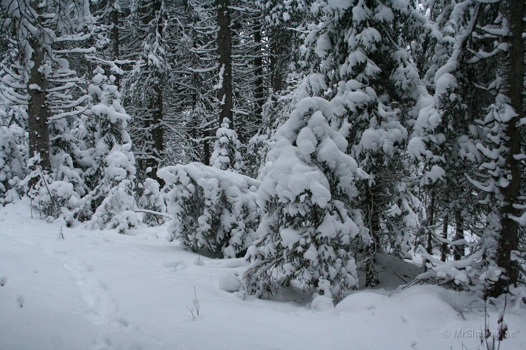 IMG_5767.JPG - Det är klart häftigt när det är fullt med snö i träden, Tur att det är kall lätt snö, annars skulle träden braka ihop.
