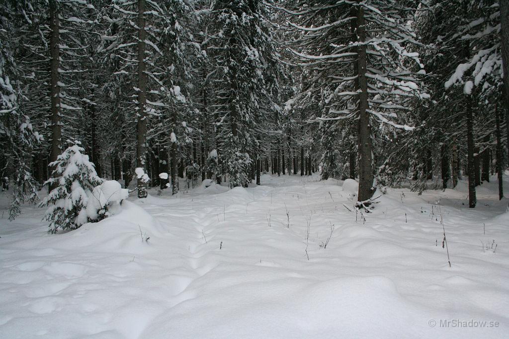 IMG_5973.JPG - Kallt är det med fint i skogen med snö i träden