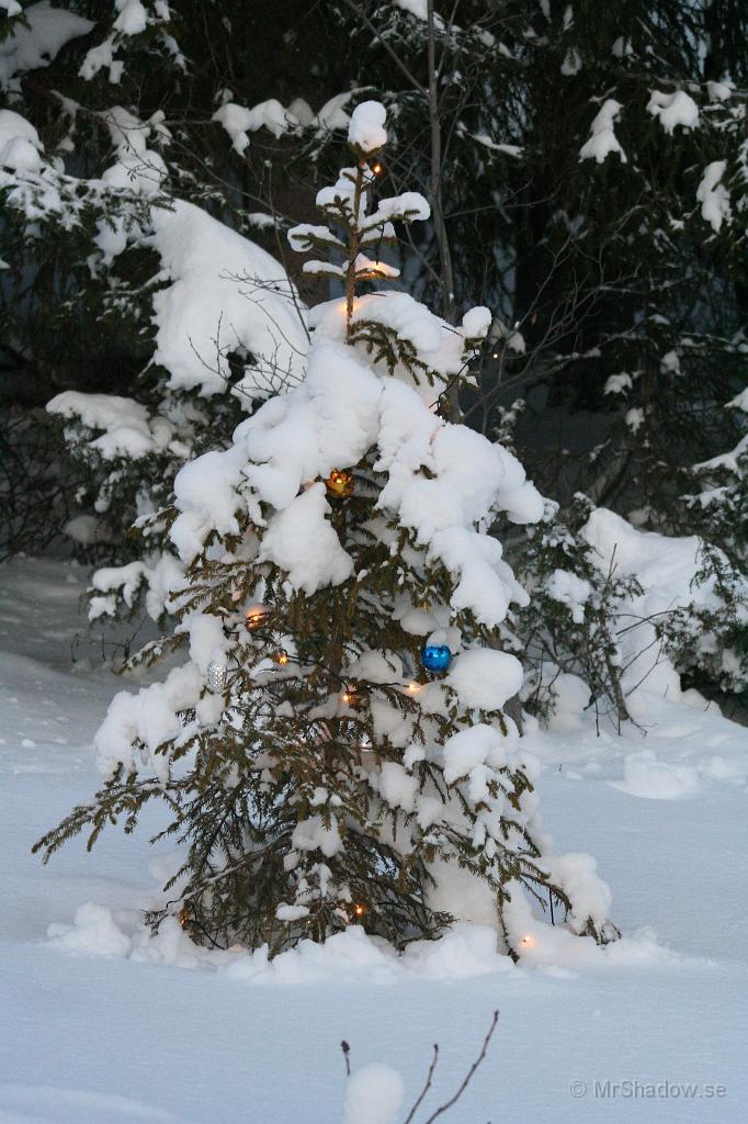IMG_6025.JPG - Lite vind har skakat om julgranen, så snön har börjat falla av..