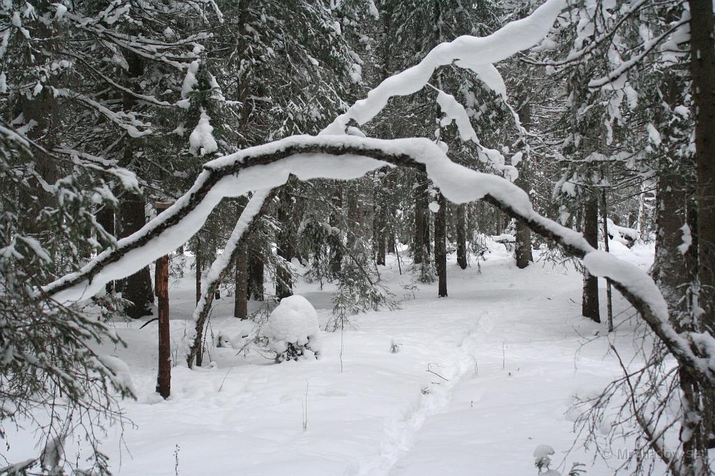 IMG_6200.JPG - Tycker inte att det är så tung snö, men klenare lövträd viker sig ändå..