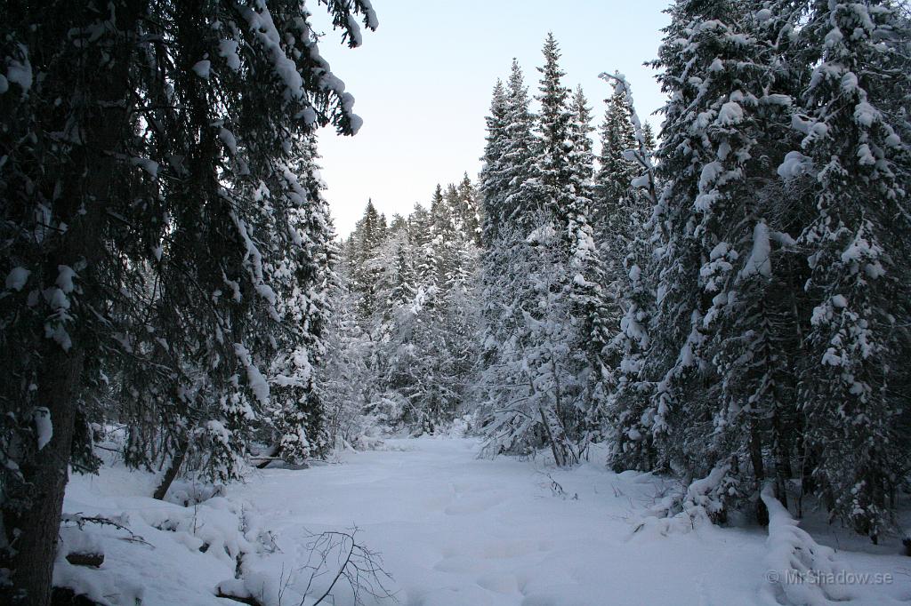 IMG_6233.JPG - Vid ån är det fortfarande lika mycket snö i träden.