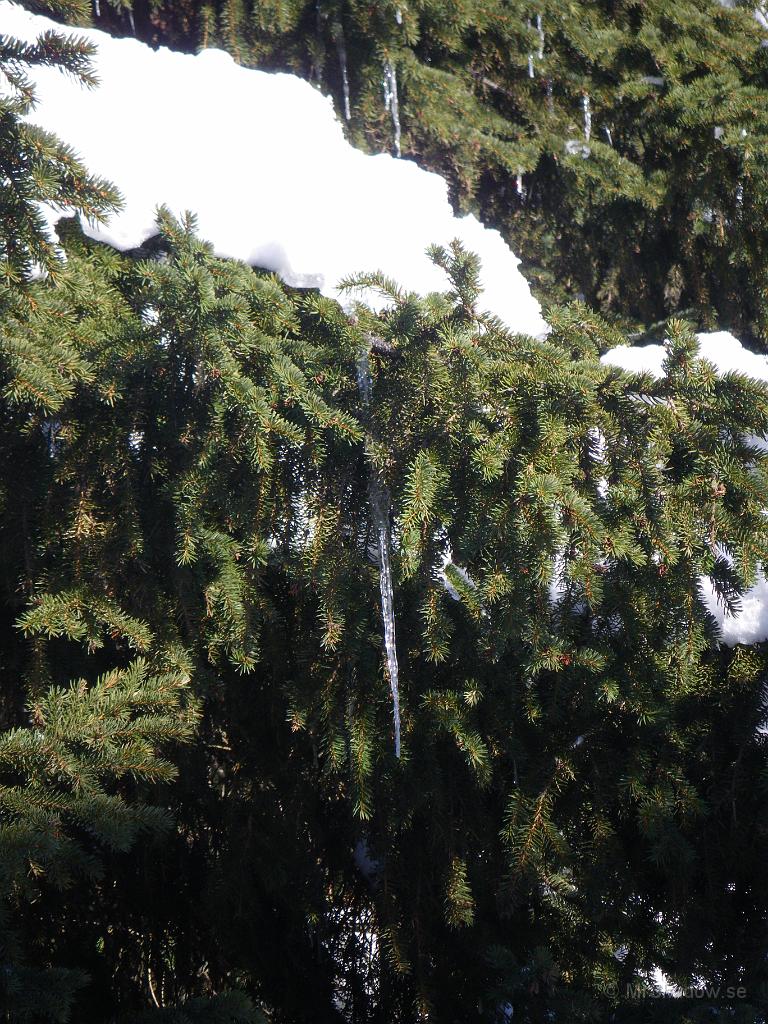 IMGP3005.JPG - Snön på grenarna smälter i solenoch det blir långa istappar.