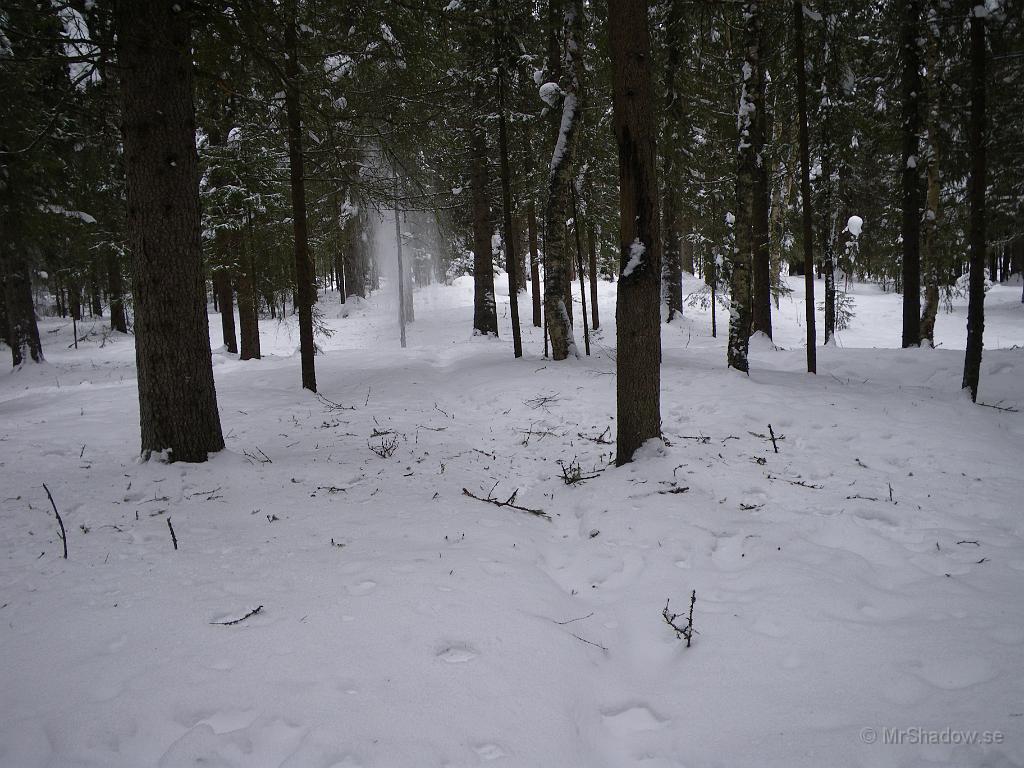 IMGP3030.JPG - 2010-03-07  Det är skräpigt på snön.. Det är torrkvist som följer med när snön rasar ur träden.  Det ser ut som mycket lokalt snöfall längre fram på stigen
