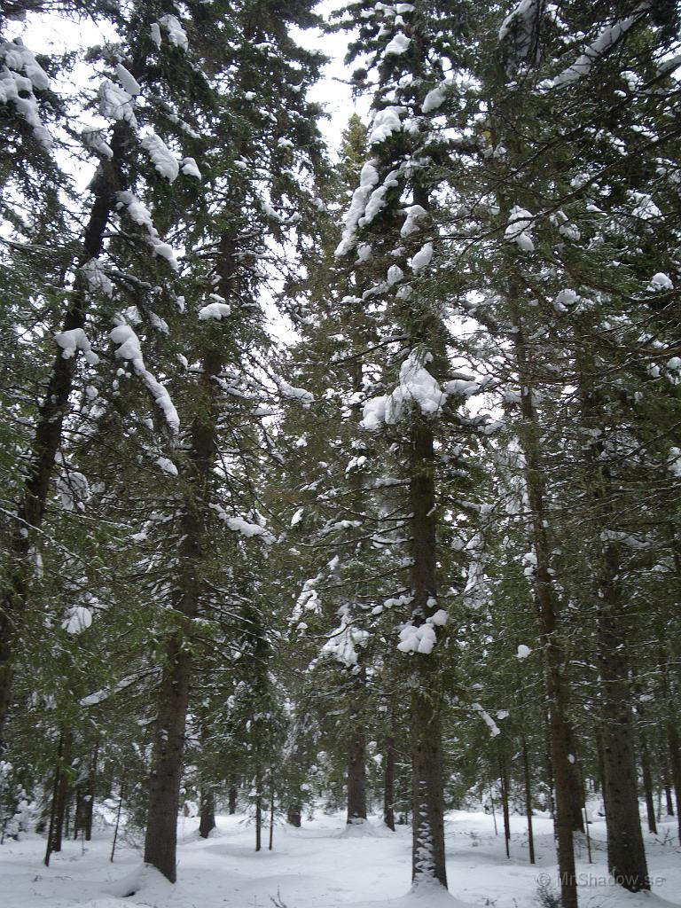 IMGP3031.JPG - Det är skönt att gå i skogen sådana här dagar. Kylan har gett med sig så det är bara någon enstaka minusgrad.