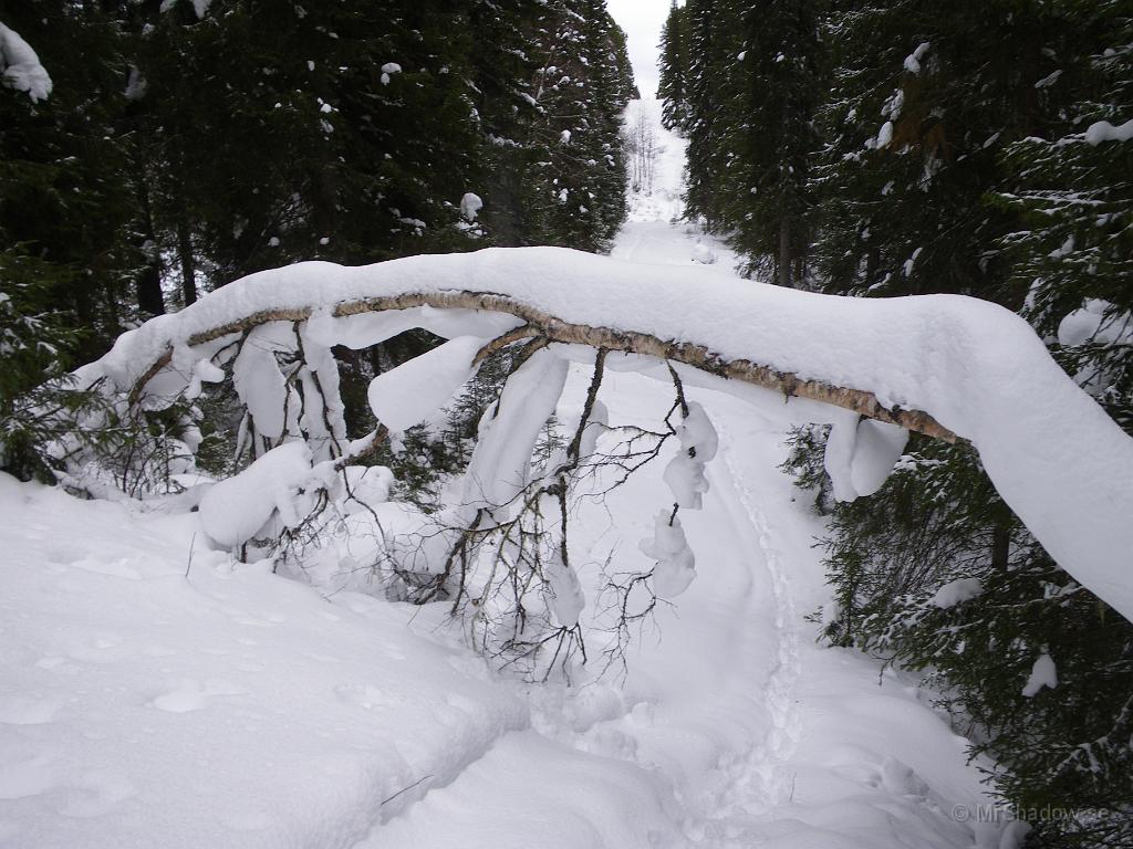 IMGP3037.JPG - Snö på träd kan vara riktigt fint, speciellt här på "Fallande Björken"