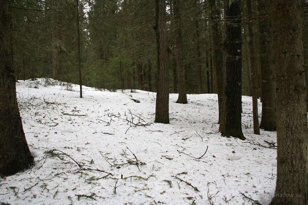 IMG_7267f.jpg - Det är verkligen skräpigt i skogen denna vårvinter. Kylan och snön måste gått hårt åt träden denna vinter.