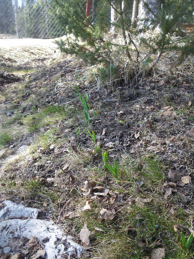 IMGP3276.JPG - Snart kommer det vårblommor i skogskanten. Här är det dock liljor som är planterade, men ändå...