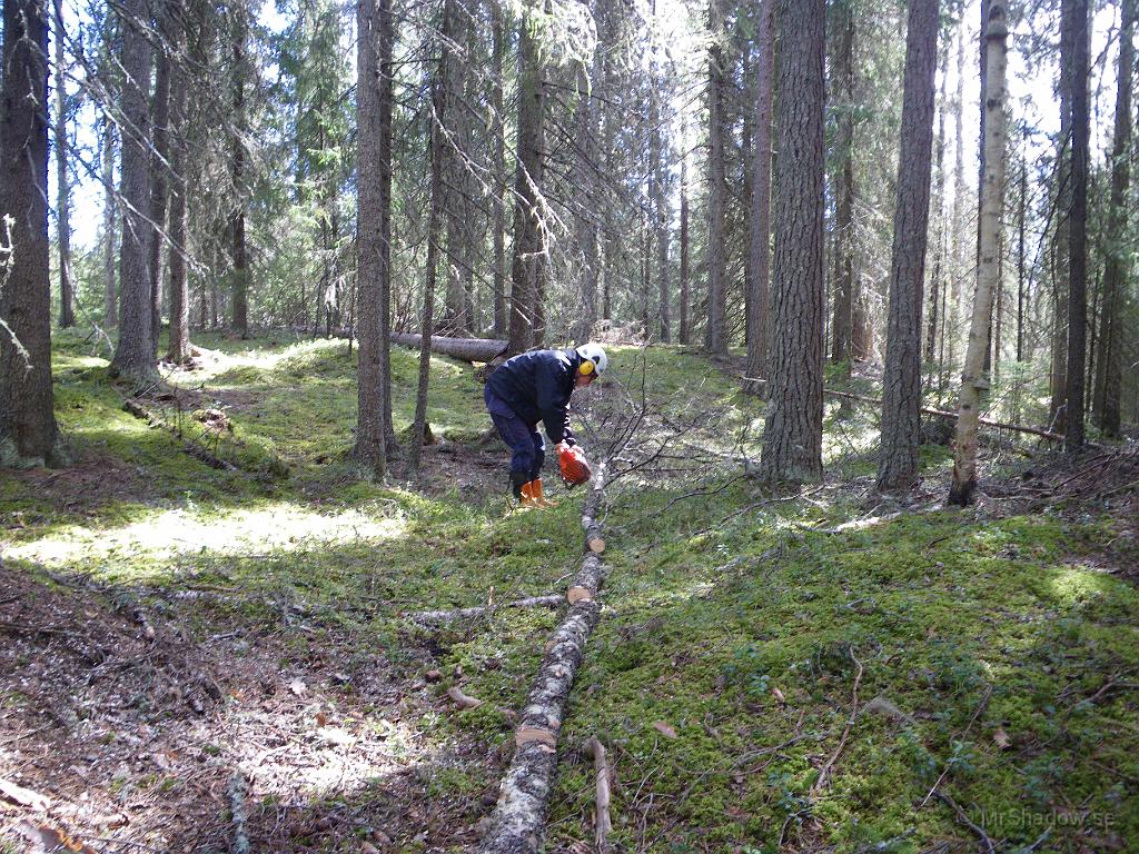 IMGP3314.JPG - 2010-05-08  Bodyguard praktiserar som skogsarbetare.. Lite städning på gång i ett "surhål" några hundra meter norr om Slåttet..