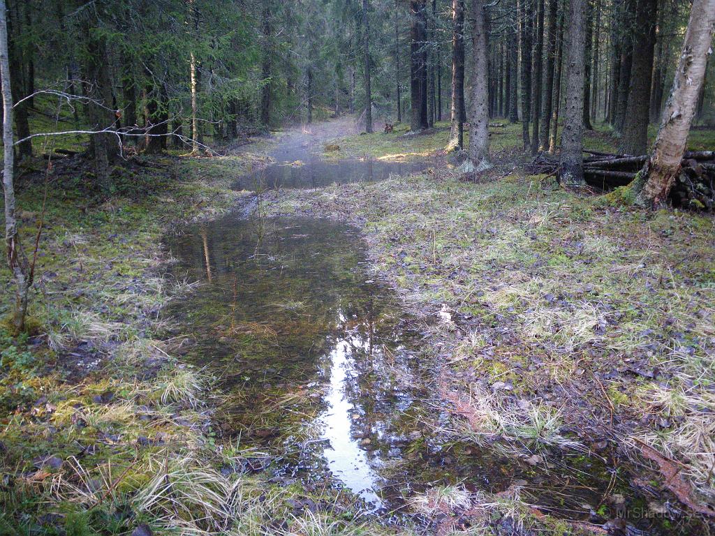 IMGP3334.JPG - I skogen dansar älvorna i dimman..