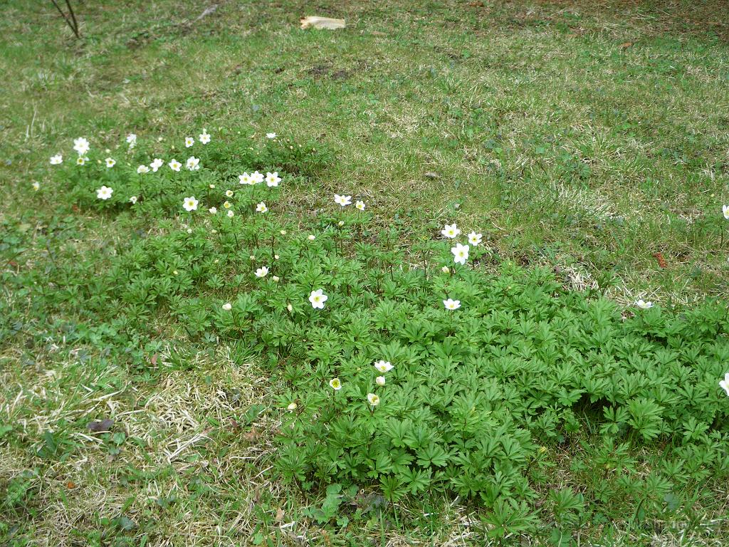 IMGP3348.JPG - Vitsipporna blommar på gräsmattan
