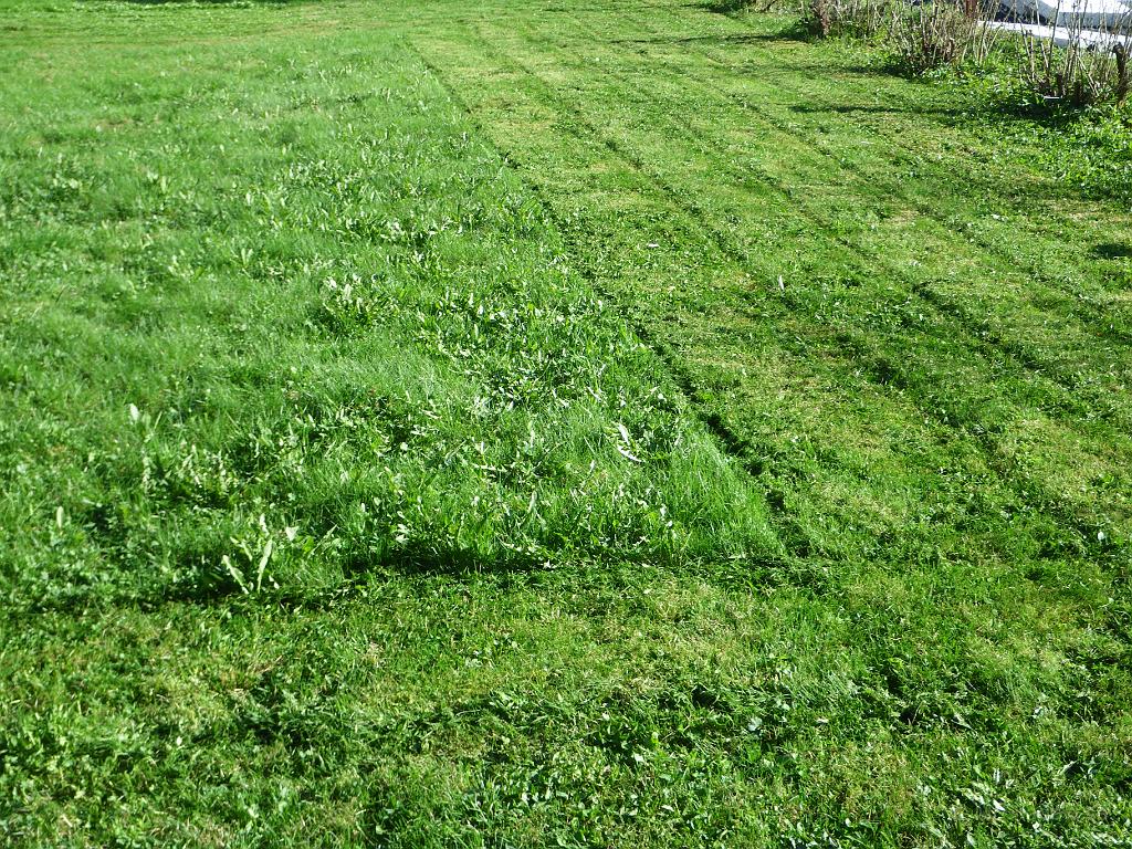 IMGP3365.JPG - Det är ju bra när det i vart fall syns ordentligt att man har klippt gräset, eller rättare skrivet att det syns att man håller på att klippa...