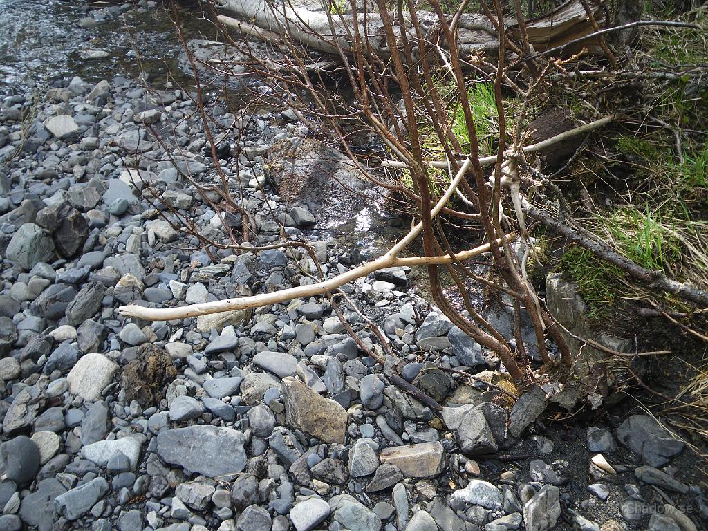 IMGP3421.JPG - Den där pinnen hängde högt upp i busken. Troligen fastnade den när störtfloden efter skyfallet kom för en vecka sedan..