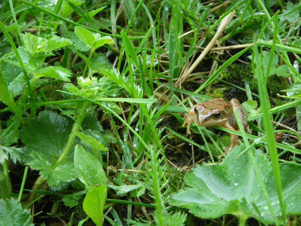 IMGP3459.JPG - Såg i ögonvrån att det rörde sig nere i gräsmattan.. Hittade denna lilla krabat som försökte ta sig fram i snårgräset.