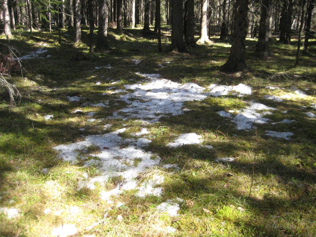 IX70_2720.JPG - Lite snö är det kvar i skogen också, men nu är det inte så mycket..
