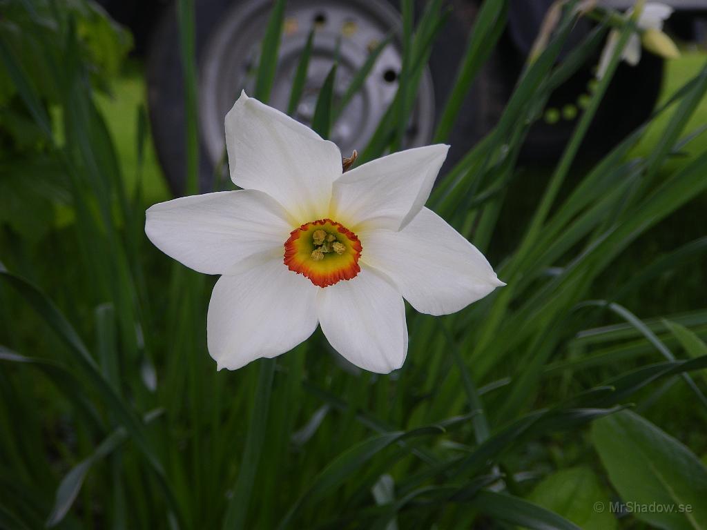 IMGP3538.JPG - Fin blomma, lilja, men vet inte om det är påsk eller pingst.. ?
