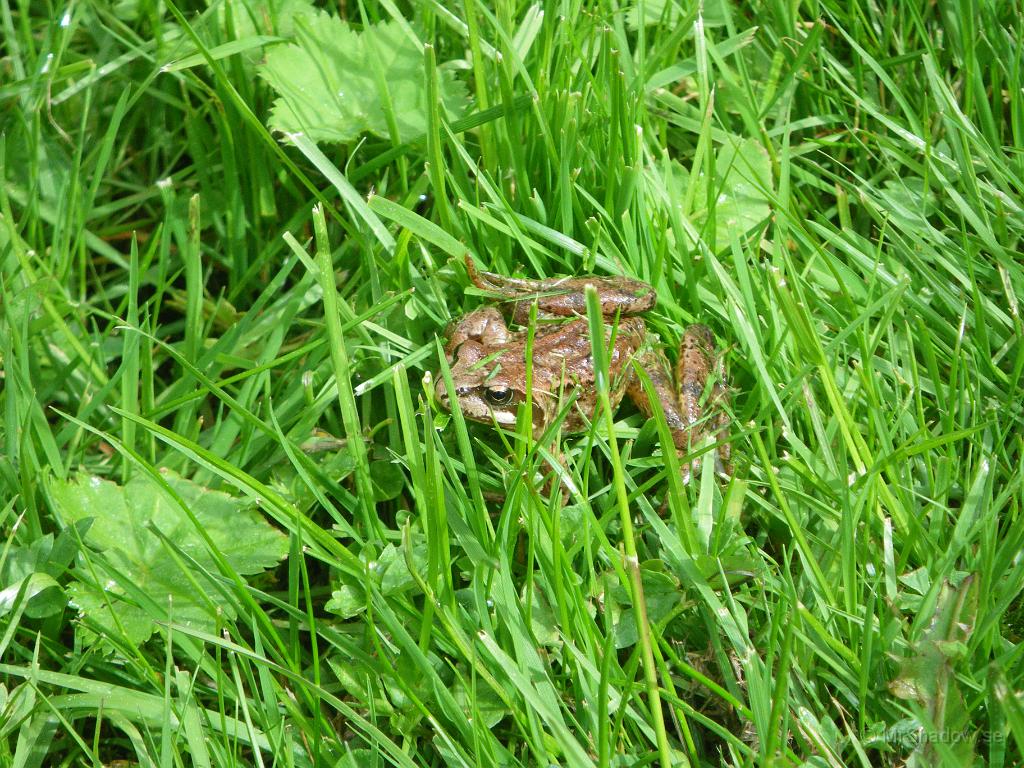 IMGP3630.JPG - Hittade en liten groda när jag klippte gräset. Sedan gick jag och höll riktig koll på vad som fanns straxt framför klipparen...