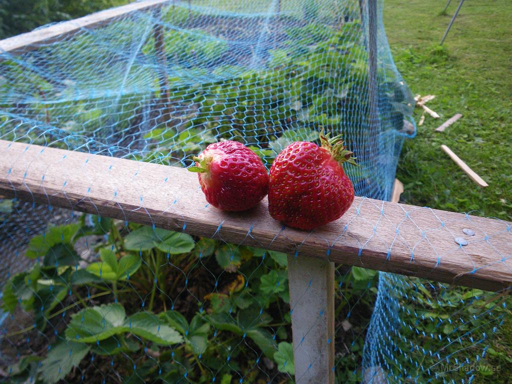 IMGP3957.JPG - Det blev ett par fina jordgubbar denna dag också :-)