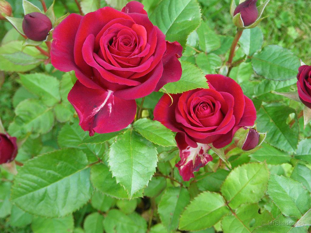 IMGP4008.JPG - Nu har några rosor slagit ut helt och de är vackra.